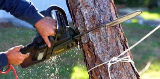 Best Tree Removal  in Jal, NM