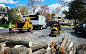 Best Tree Maintenance Programs  in Jal, NM
