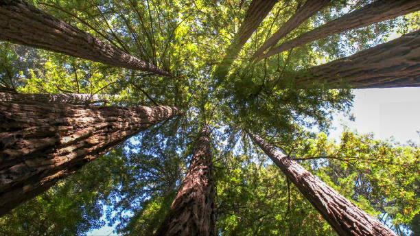 Best Tree Cabling and Bracing  in Jal, NM