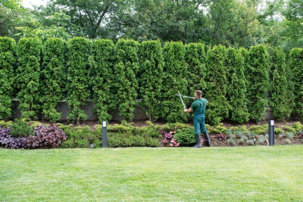 Best Tree and Shrub Care  in Jal, NM