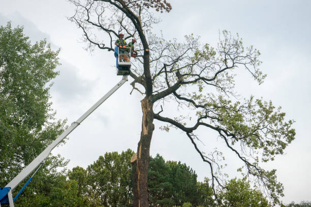 Best Fruit Tree Pruning  in Jal, NM