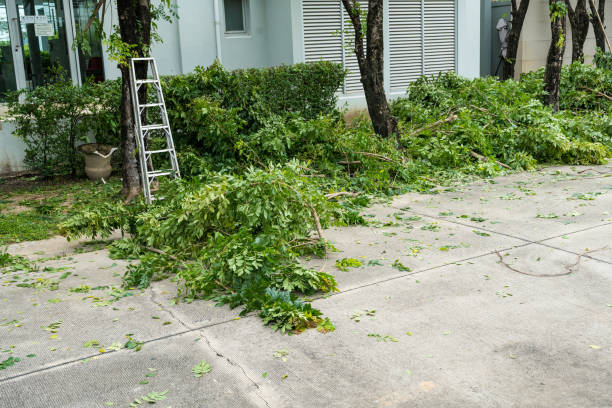 Best Tree Trimming and Pruning  in Jal, NM