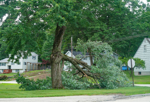 Best Tree Risk Assessment  in Jal, NM