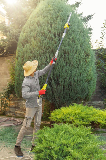 Best Tree Health Inspection  in Jal, NM