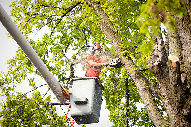 Best Tree Preservation Services  in Jal, NM