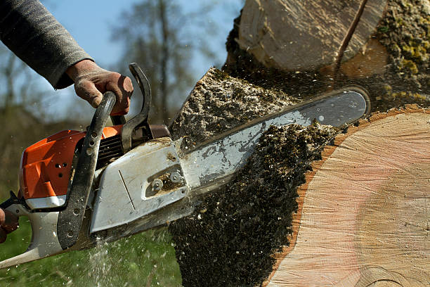 Best Pest Control for Lawns  in Jal, NM